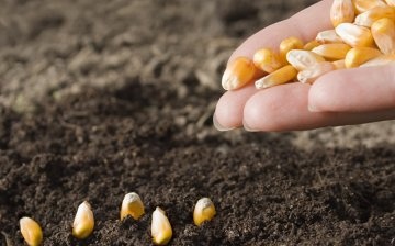 شروط وقواعد زراعة الذرة