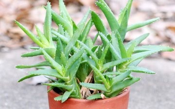 Biological features of aloe