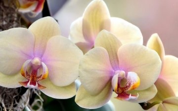 Orhidee în creștere cu papiopedilum și phalaenopsis
