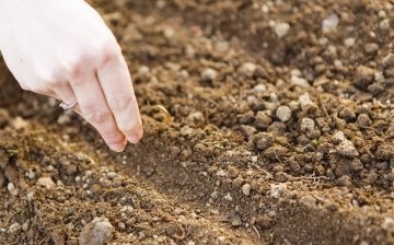 Termeni și reguli pentru plantarea unei plante erbacee