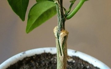 Reproduction methods and grafting