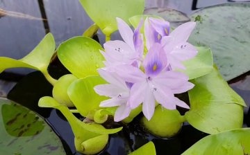 Water hyacinth (eichornia)