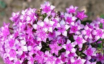 The use of phlox in the design of the site
