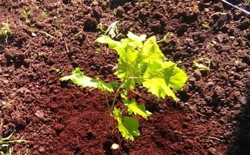Uvjeti i pravila za sadnju sadnice