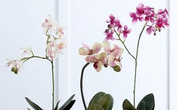 Skleněné květináče pro orchideje