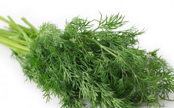 How to choose the right dill?