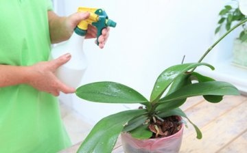 Tipy pro dobrou péči o orchideje
