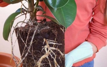 Ficus transplant rules: step by step instructions
