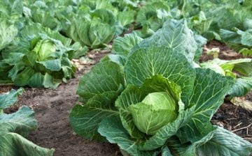 Cabbage care tips