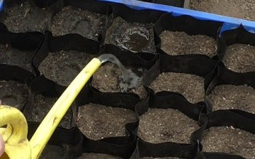 How to grow in seedlings?