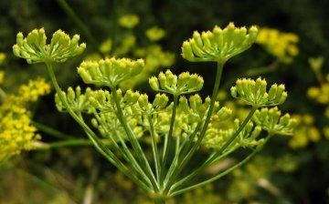 The use of fennel in medicine
