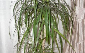 How to cure a plant?