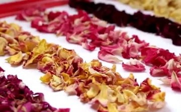 Can the petals be dried in the oven?