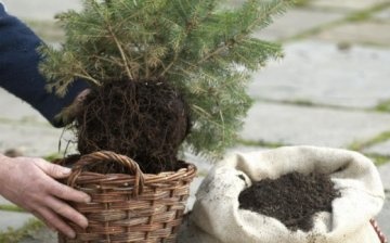 Terms and rules for planting spruce on the site