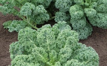 How to care for Kale cabbage