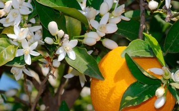 Growing oranges at home