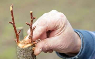 Grafting and grafting of fruit trees