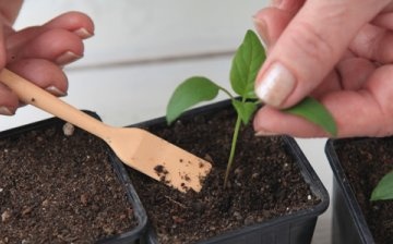 Branje sadnica papra