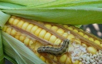 A kukorica betegségei és kártevői