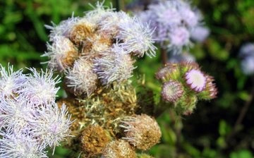 Diseases of ageratum mexican