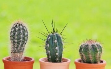 Types of cacti and their features
