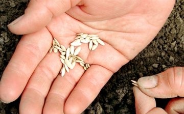 Příprava a výsadba semen