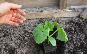 Transplanting cucumber seedlings and aftercare