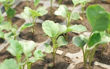 Jak správně pěstovat sazenice