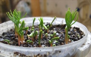 Pine seed planting rules