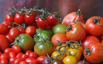 Odrůdy „vícebarevných“ rajčat