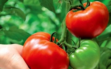 تطور الخيار والطماطم خلال موسم النمو