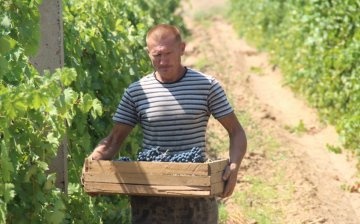 Tips for winegrowers