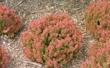 Growing barberry Golden Ruby