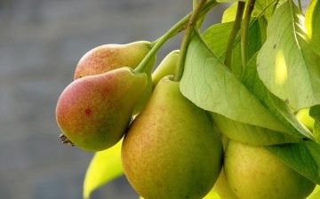 Pear Moskvichka