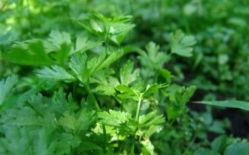 Parsley Care Tips
