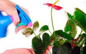 How to cure anthurium?