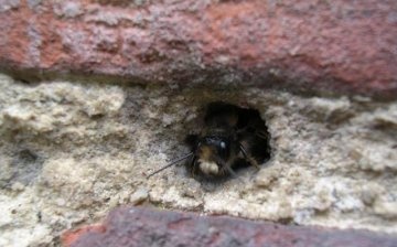 Cum să scoți viespi din pereții casei?