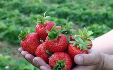 Avantajele metodei de plantare a căpșunilor în saci