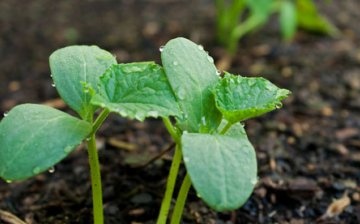 Seedling and adult plant care