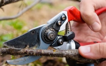 Pruning currants in the fall