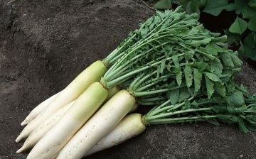 Features of growing Japanese radish