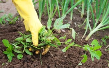Agrotechnická opatření při hubení plevelů