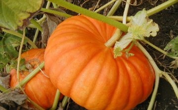 Helpful tips for caring for your pumpkin