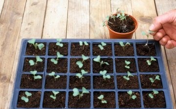 Příprava půdy a výsadba semen