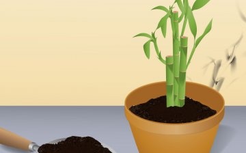 Caring for indoor bamboo planted in the ground