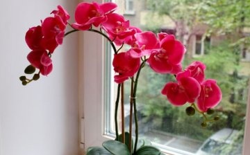 Funkce osvětlení orchidejí