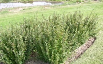 Planting and caring for an ordinary cotoneaster