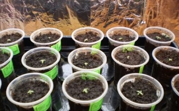 Crescând eustoma din semințe