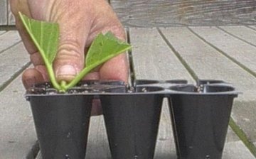 Propagation of hydrangea by cuttings