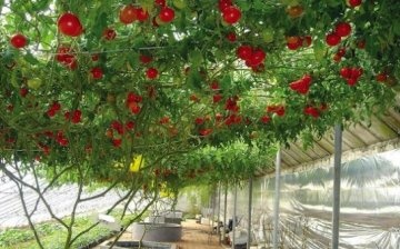 Hydroponics: how to proceed?